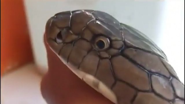 【眼鏡王蛇】“我”大不大？你怕不怕？