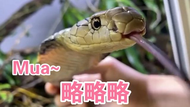 眼镜王蛇好玩吗？？！