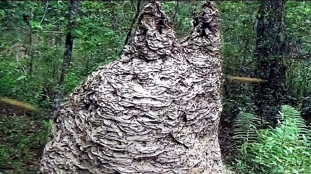 卧槽无情！世界上最大的马蜂窝，比一个大胖子还大！妈耶真是吓死人了！