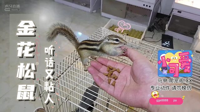 乖巧可爱小金花【爬宠阁】