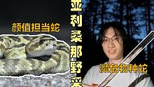 【野采】最難找的傳說(shuō)響尾蛇和最美響尾蛇！