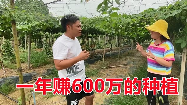 别人论斤卖，他按个卖，不愁销路年入600万，这养殖相当暴利！