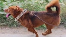 和狗狗賽跑 猜猜誰贏了