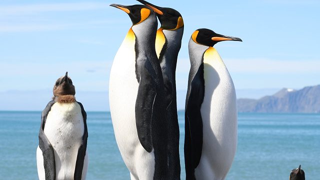 【经典战役Top250】（上）当五个队友都没办法、无计可施的时候怎么办~~~请看视频