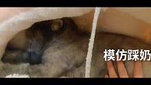 为何小猫咪如此陶醉