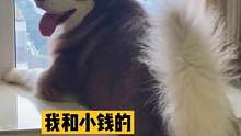 你們?cè)谕饷嫱?，我在家里看狗狗表?....#鏟屎官的假期怎么過