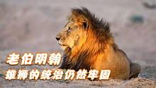 花豹伏擊黑斑羚，伯明翰雄獅頂住了北方牛油果雄獅的入侵