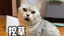 當(dāng)發(fā)情的母貓遇上了絕育的公貓……