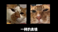 找到敦敦的親兄弟姐妹了?。。?/></span><div   id=