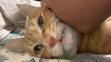 貓咪理解不了親吻？