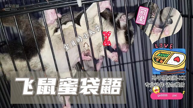 飞鼠蜜袋鼯和宝宝们【爬宠阁】