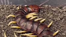 【秘鲁白脚巨人蜈蚣】一条奶凶奶凶的巨人蜈蚣，傲娇小可爱！