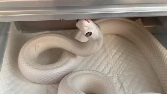 白素贞：你是谁？干嘛摸我头，许仙呢？？