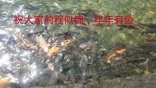年年有鱼！！