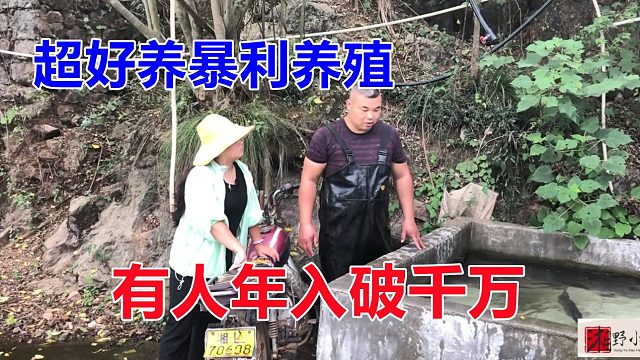 比养龙虾有前途的，一斤卖40块，好吃又没刺，有人年入破千万！