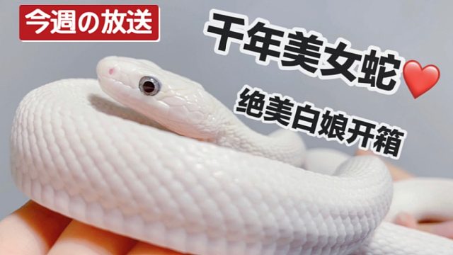 超萌狗系小白蛇开箱