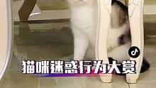 一不留神虛晃了一槍！#萌寵出道計劃