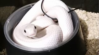 【白娘娘】開(kāi)箱活體白素貞