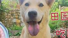 進山看田園犬露露，它開心跑出村口迎接，吃包子后還有罐頭好過癮