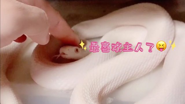 比狗狗還乖的小白蛇，愛了愛了～