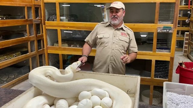 取蛇蛋日常，给野性十足的白蛇麻麻取蛋