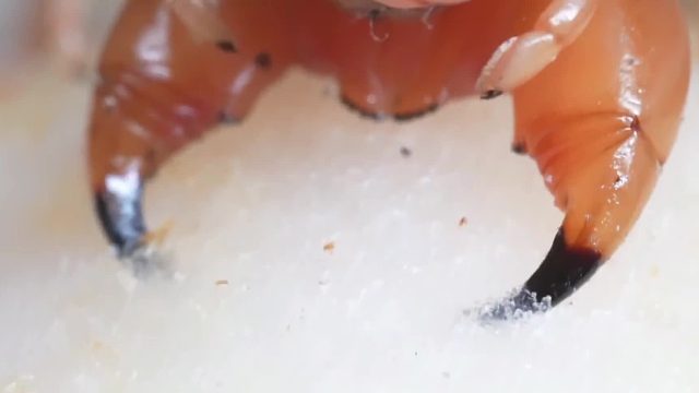 大蜈蚣近態(tài)展示毒牙注射毒液，這咬一口怕是要搶救，膽小勿入