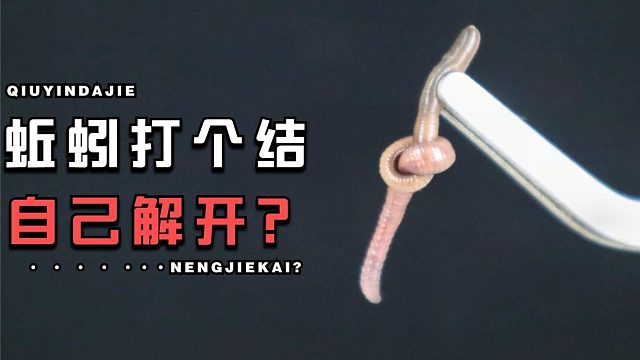【蚯蚓打结】给蚯蚓打个结，它自己能解开吗？