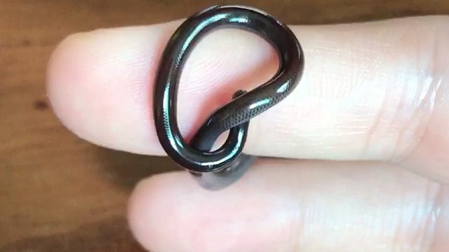 家里溜進(jìn)一條盲蛇