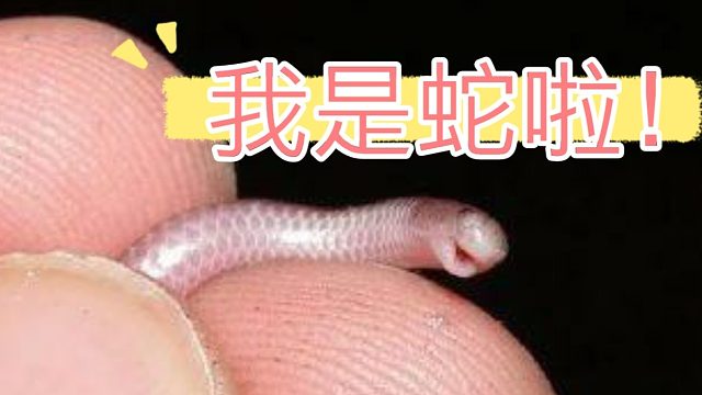 蚯蚓？蛇？神奇小動(dòng)物【盲蛇開箱】