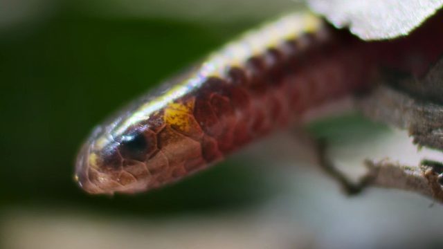 这可能是世界上最小的蛇——盲蛇