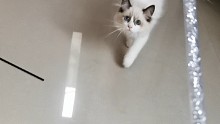 貓咪日常
