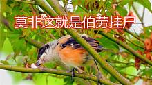 莫非這就是伯勞掛尸？棕背伯勞把青蛙掛到樹枝上，吃得津津有味