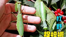 野外捉蟲vlog 收獲頗豐！看看都有什么～
