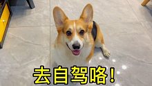 柯基：終于出去玩咯，好開心！