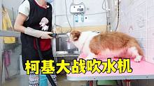 柯基大戰(zhàn)吹水機 老板娘一招制敵順利完成吹毛吹毛