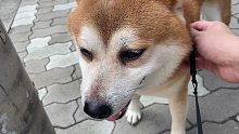 迷路的柴犬能否找到家【柴犬蝦餃】