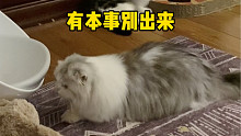 短腿貓突襲長腿貓失敗遭反殺，氣不過找主人告黑狀