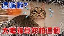 【豆?jié){ - SoybeanMilk】過了兩年，才終於發(fā)現(xiàn)俊榮會怕的東西...