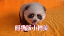 熊猫版小博美