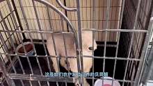 貝靈頓