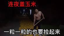 帥兵家連夜蓋玉米，怕下雨給淋濕了，一粒一粒的俺媽也要撿起來