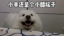 小羊和小當當是怎么爭風吃醋的！
