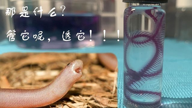 【透明骨骼標本】盲蛇有骨頭嗎？透一下就知道。