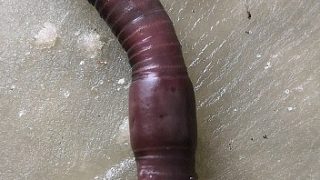 蚯蚓的外形（圍口節(jié)、環(huán)帶、雌性生殖孔、雄性生殖孔、受精囊孔、剛毛）