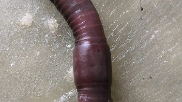 蚯蚓的外形（圍口節(jié)、環(huán)帶、雌性生殖孔、雄性生殖孔、受精囊孔、剛毛）