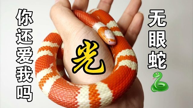一条没有眼睛的蛇【盲蛇也配拥有光明】
