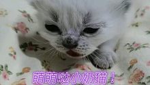 小奶貓真是太萌了！誰知道一窩小藍貓里有只白色的？
