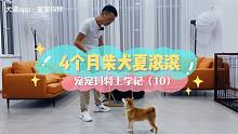 夏滾滾骨骼輕奇，校長稍微一點撥就學會了打滾兒，進步飛快