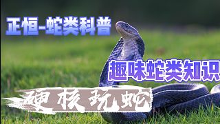 五步蛇vs小苍