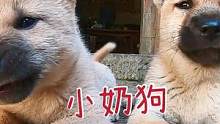 幫一個(gè)月的小狗起名字，這反應(yīng)應(yīng)該很滿意吧，可為啥搞個(gè)傲嬌臉呢